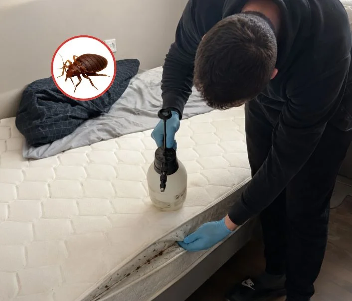 Technicien traitant un matelas contre les punaises de lit à Marcoussis
